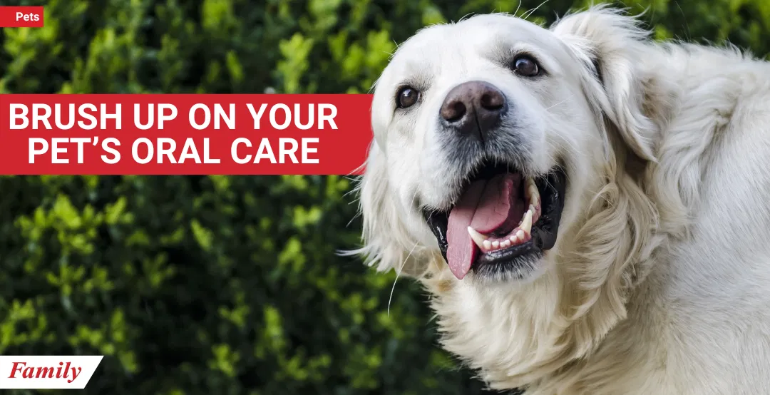 Brush Up on Your Pet’s Oral Care