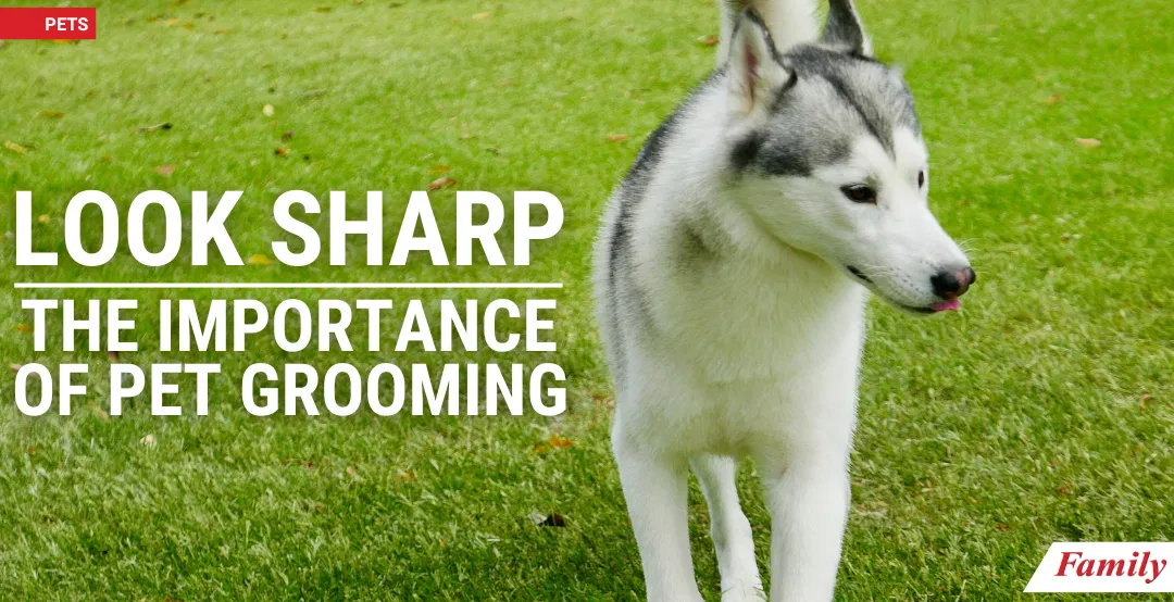 Look Sharp: The Importance of Pet Grooming